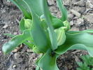 Tulips_Lalele (2010, April 10)
