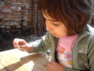 inspectand insecta