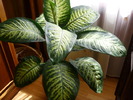 P1010639  DIEFFENBACHIA SEGUINE