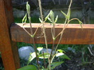 boboci clematita  Rouge cardinal