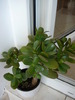crassula