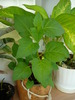 physalis alkekengi