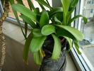 haemanthus albiflos