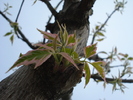 Acer negundo Flamingo (2010, April 14)