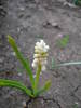 Muscari botryoides Album (2009, Apr.07)