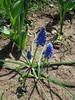 Armenian Grape Hyacinth (2009, April 16)