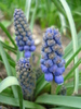 Armenian Grape Hyacinth (2010, April 05)