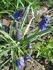 Muscari armeniacum (2010, April 08)