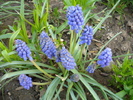 Muscari armeniacum (2010, April 10)