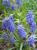 Muscari armeniacum (2010, April 11)