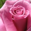 poze-trandafiri_08-150x150