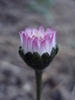 Bellis perennis (2010, April 13)