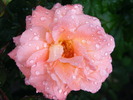 BONITTA RENAISSANCE ROSE