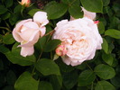 WINCHESTER CATHEDRAL ROSE-climber