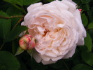 WINCHESTER CATHEDRAL ROSE 2