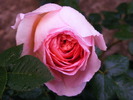 ABRAHAM DARBY 3
