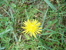 Papadia firava