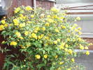 K_Japonica