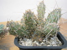 Opuntia fragilis cu boboci