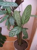 maranta