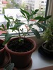 Solanum capsicastrum (marul dragostei sau marul lui adam)