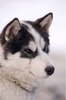 canadian-eskimo-dog-puppy-face_4284