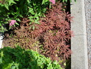 Japanese Maple (2009, July 01)