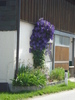 Clematis (2009, July 01)