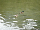 Mallard Ducks (2009, July 01)
