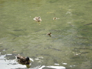 Mallard Ducks (2009, July 01)