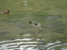 Mallard Ducks (2009, July 01)