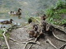 Mallard Ducks (2009, July 01)