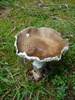 Wild Mushroom (2009, July 01)