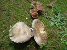 Wild Mushrooms (2009, July 01)
