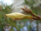 White Oleander (2009, July 01)