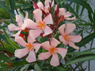 Peach Oleander (2009, July 01)