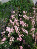Pink Roses (2009, July 01)