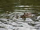 Mallard Ducks (2009, July 01)