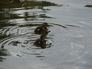 Mallard Ducks (2009, July 01)