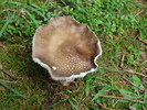 Wild Mushroom (2009, July 01)