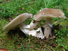 Wild Mushrooms (2009, July 01)