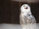 Snowy Owl_Bubo scandiacus (`09, Jul.01)