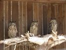 Long-eared Owls_Bufnite (2009, July 01)