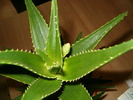 aloe arborescens cu boboc 14.04.2010