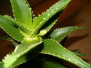 aloe arborescens cu boboc 14.04.2010