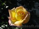Floare trandafir galben intens 4