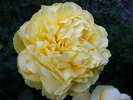 TOULOUSE LAUTREC ROSE 2