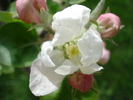 Apple Blossom_Flori mar (2010, April 14)