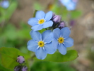 Myosotis alpestris (2010, April 15)