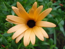 Daisy Orange Dream (2010, April 15)